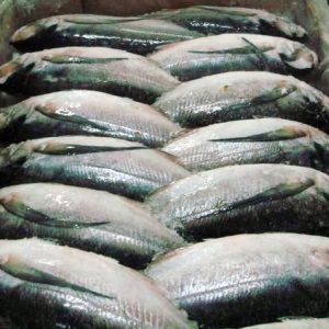 Frozen-Sardine-Fish.jpg