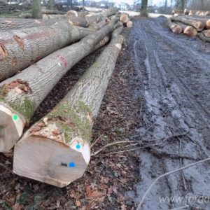 Sawn-wood-logs.jpeg