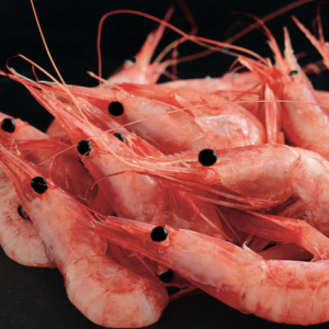 cold-water-shrimp-brochure.png
