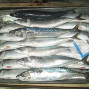frozen-Mackerel-300-500-gr-L-Fresh-1.jpg